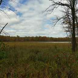 Lake Erin is overgrown with marsh grasses