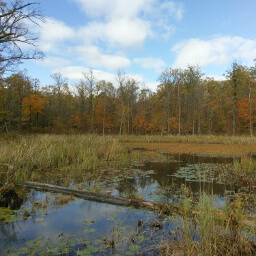 Another small bridge affords you this beautiful wetland view