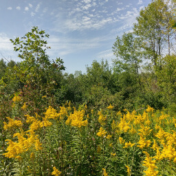 Goldenrods blooming along the Bluff Trail