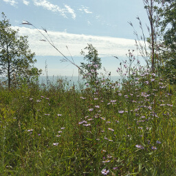 Purple flowers high above Lake Michigan