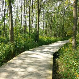 Little yellow and orange flowers line the boardwalk on the Lion's Den Trail