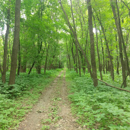 A glimpse of the dense, green forest located within the center of a major metropolitan area