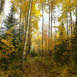 All of the birch trees here make splendid autumn scenery