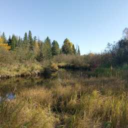 The beautiful Moose Brook