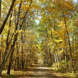 Trees with yellow autumn leaves line the dirt road