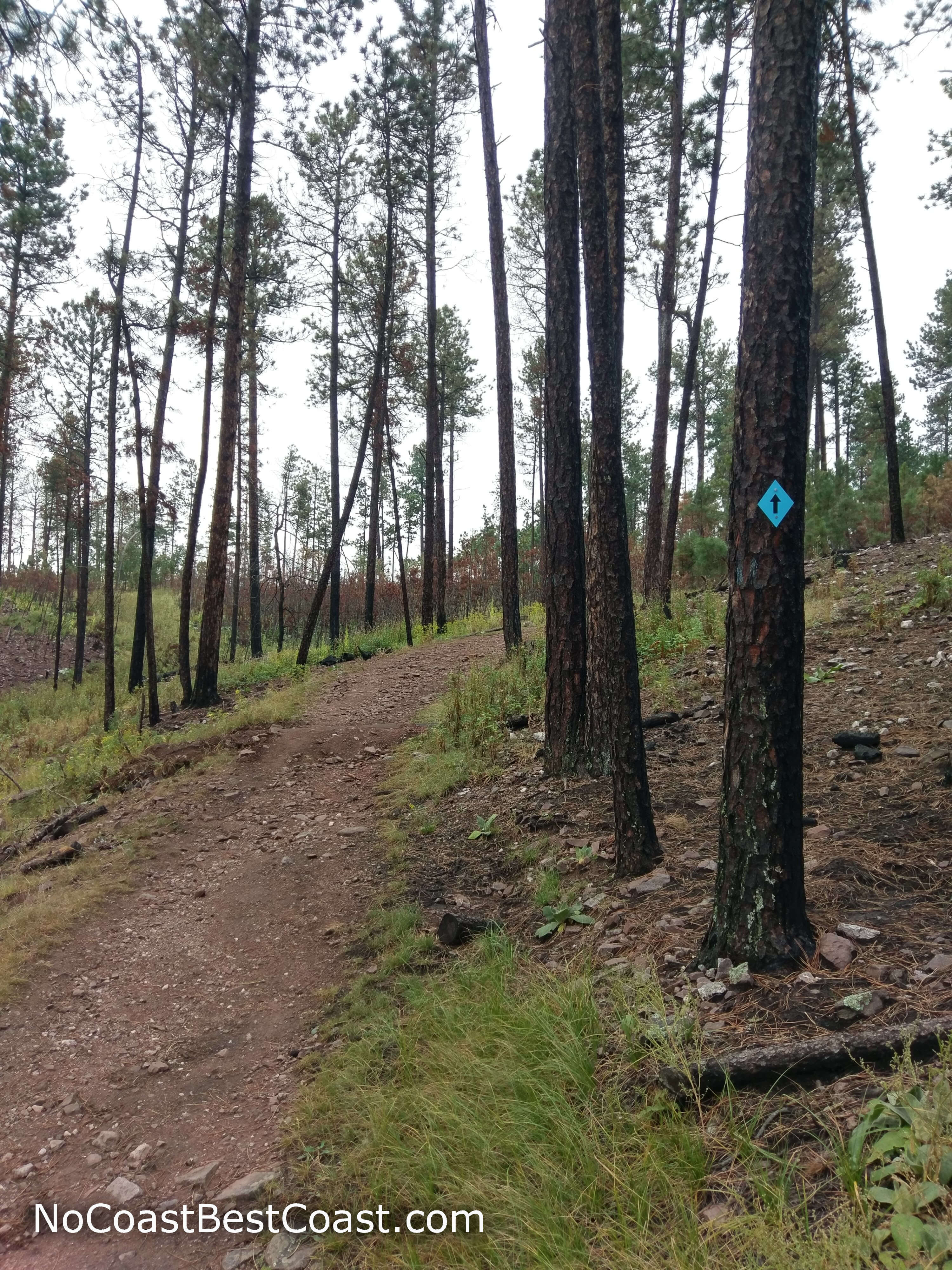 Blue blazes help you navigate the trail