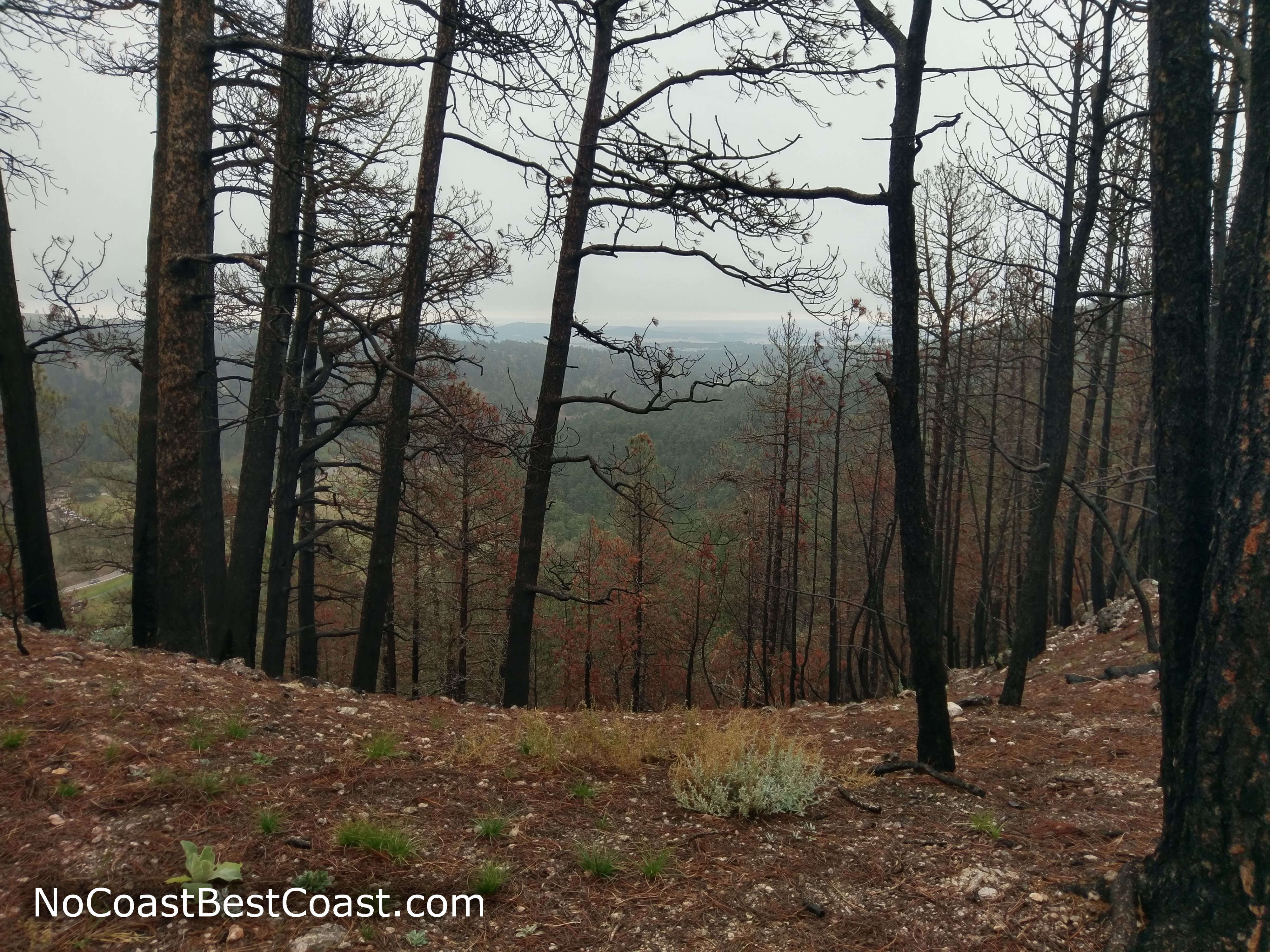 Views through the pine forest scarred by past fires