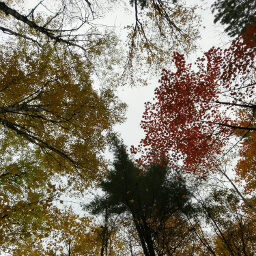 Looking up at the vibrantly colored trees