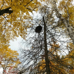 Some large bird made its nest in this tree