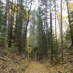 Autumn leaves litter the trail