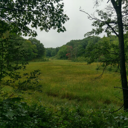 One lone tree across the meadow changing colors for fall