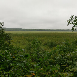 Looking towards the marsh on the edge of Ogechie Lake