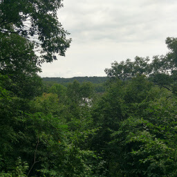 The overgrown overlook