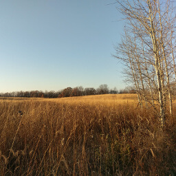 The restored prairie is the best part of this hike