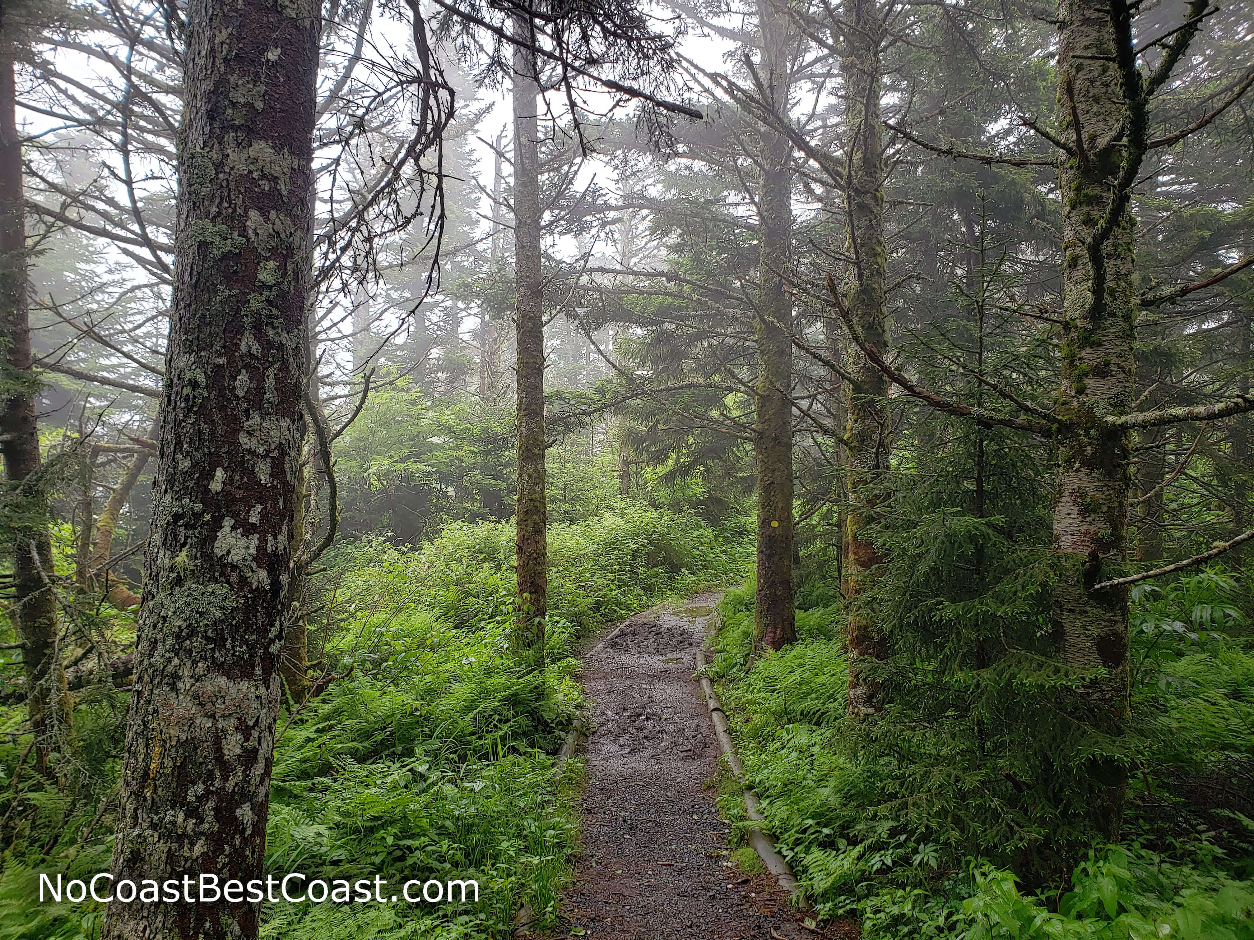 Foggy spruce-fir forest on the slopes of Mount Mitchell