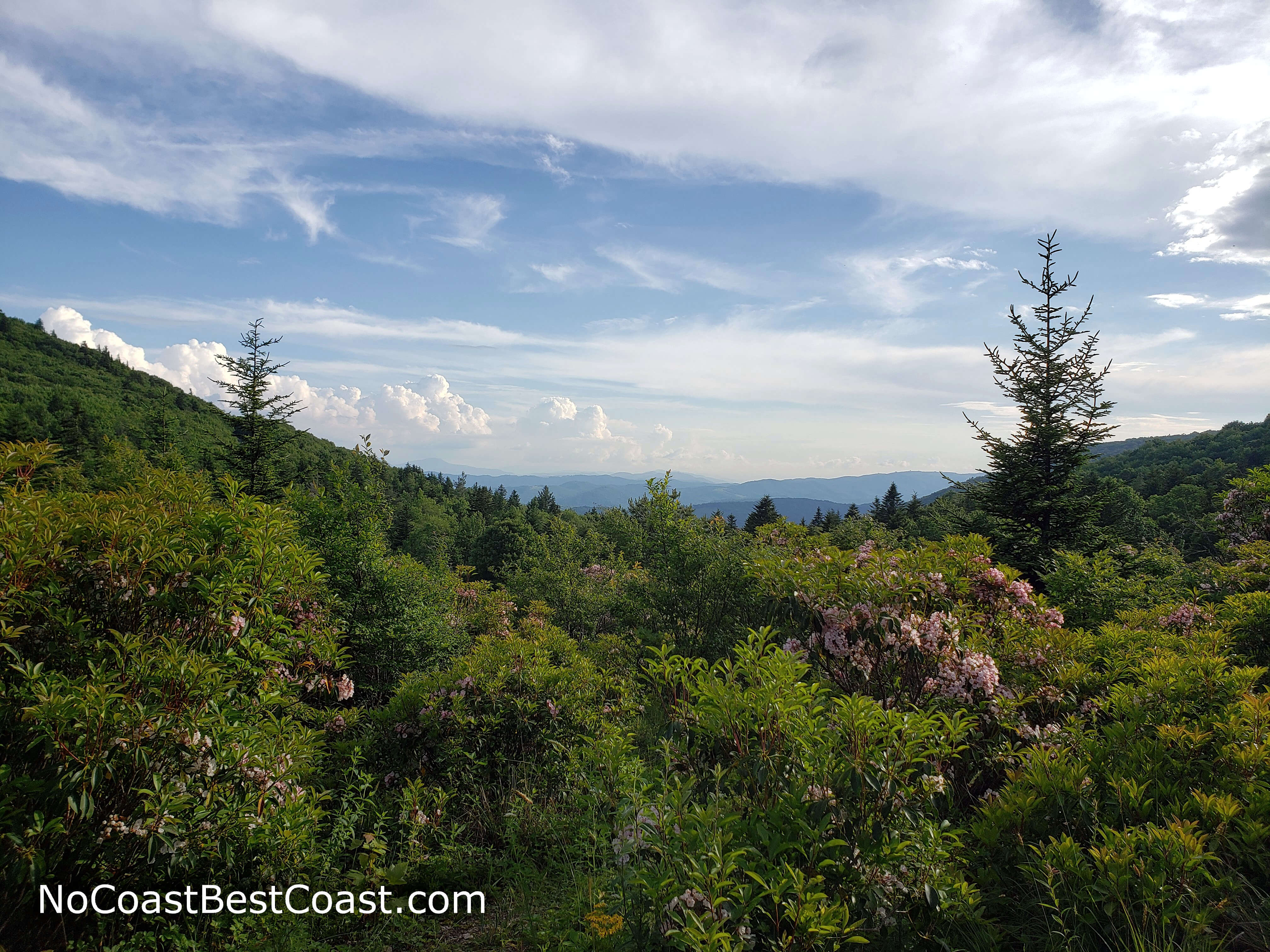 Rhododendrons blooming and Appalachian views