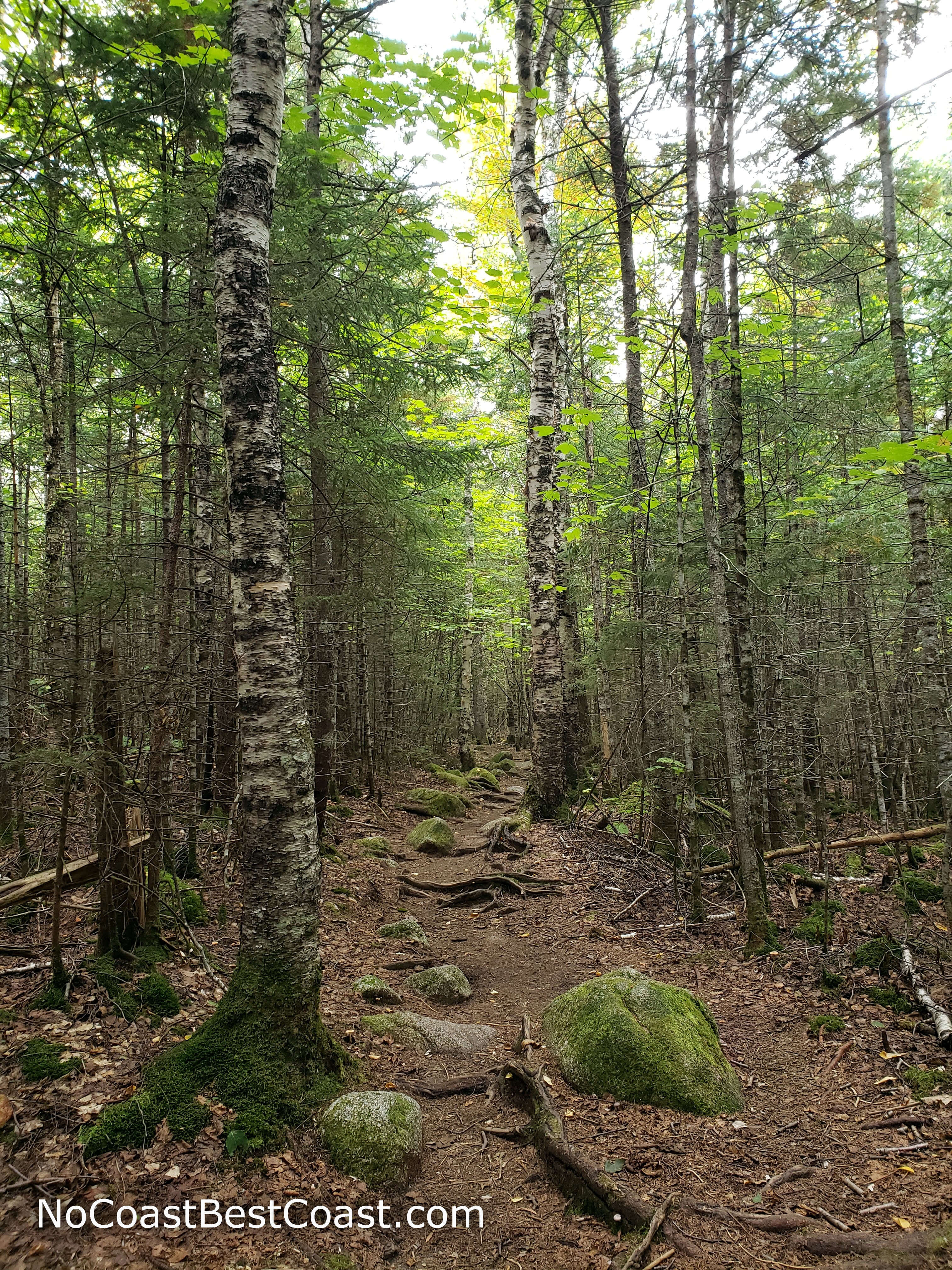 Twisted roots and mossy rocks are frequent obstacles on this section of the Appalachian Trail
