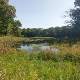 Algae blooms on the top of this small lake amidst the forest