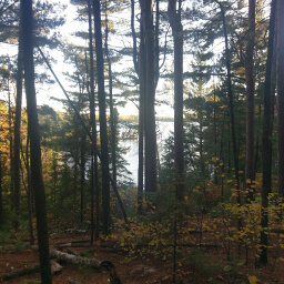 Large pines growing on a hillside by the lake