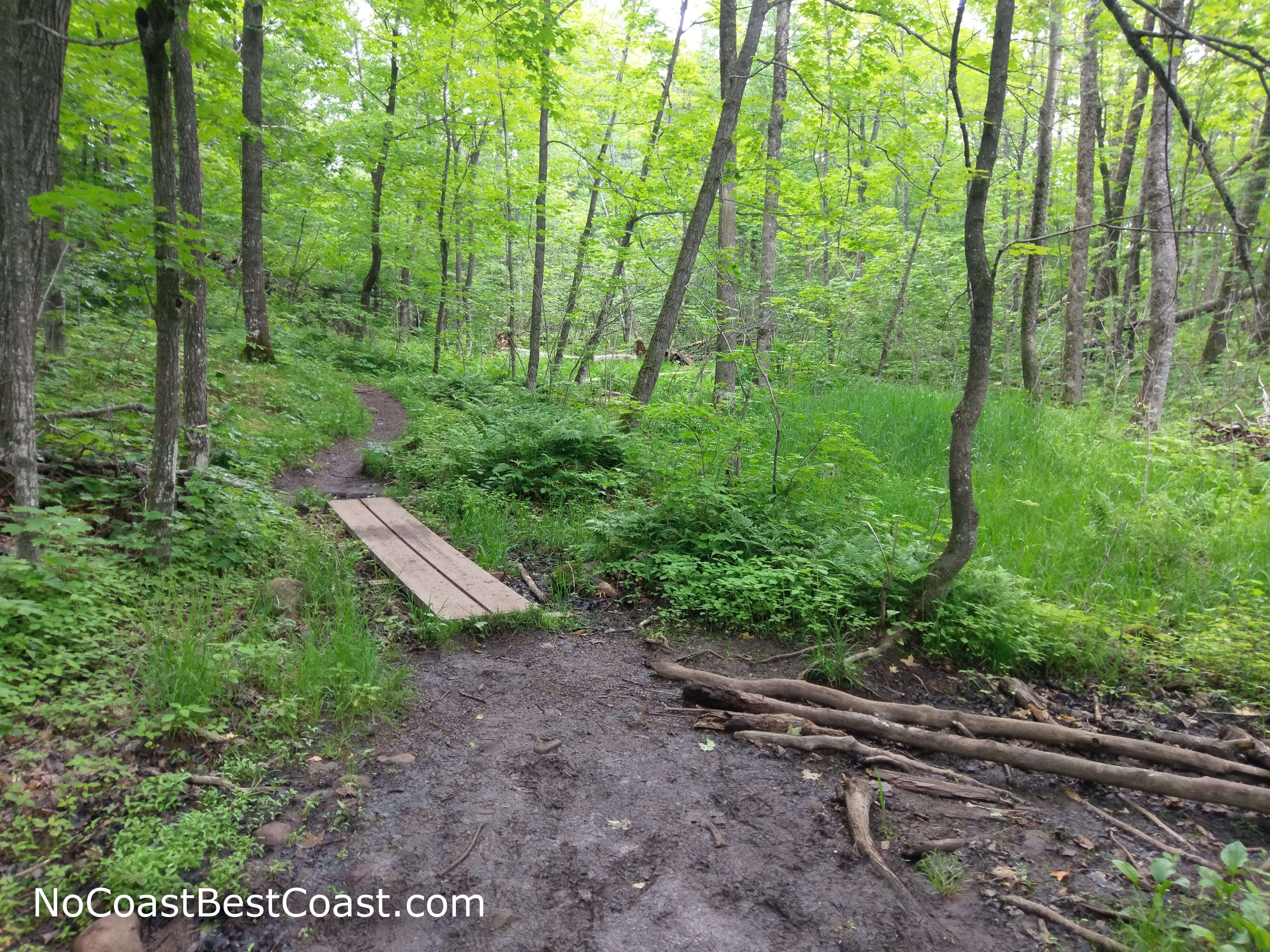 Wooden planks on the quiet forest trail