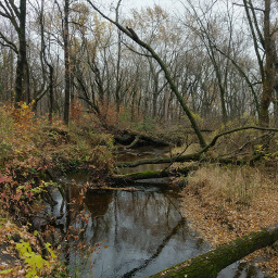 You'll see mossy logs bridging the creek throughout this hike