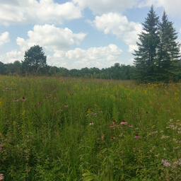 A flower filled meadow awaits you after an uphill climb