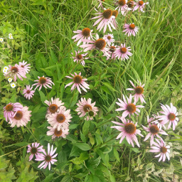 Purple coneflowers in the meadow