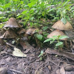 Mushrooms on the forest floor