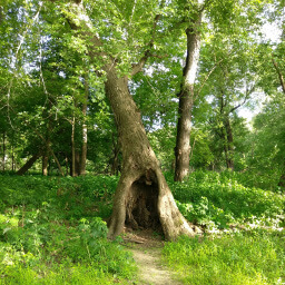 One of the many giant trees with fun nooks