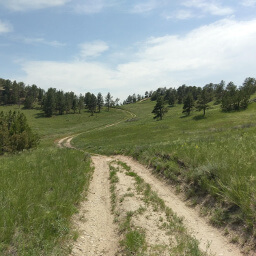 The dirt trail as it meanders into the pines