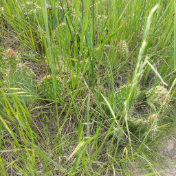 This prickly pear cactus was camouflaged by the green grass