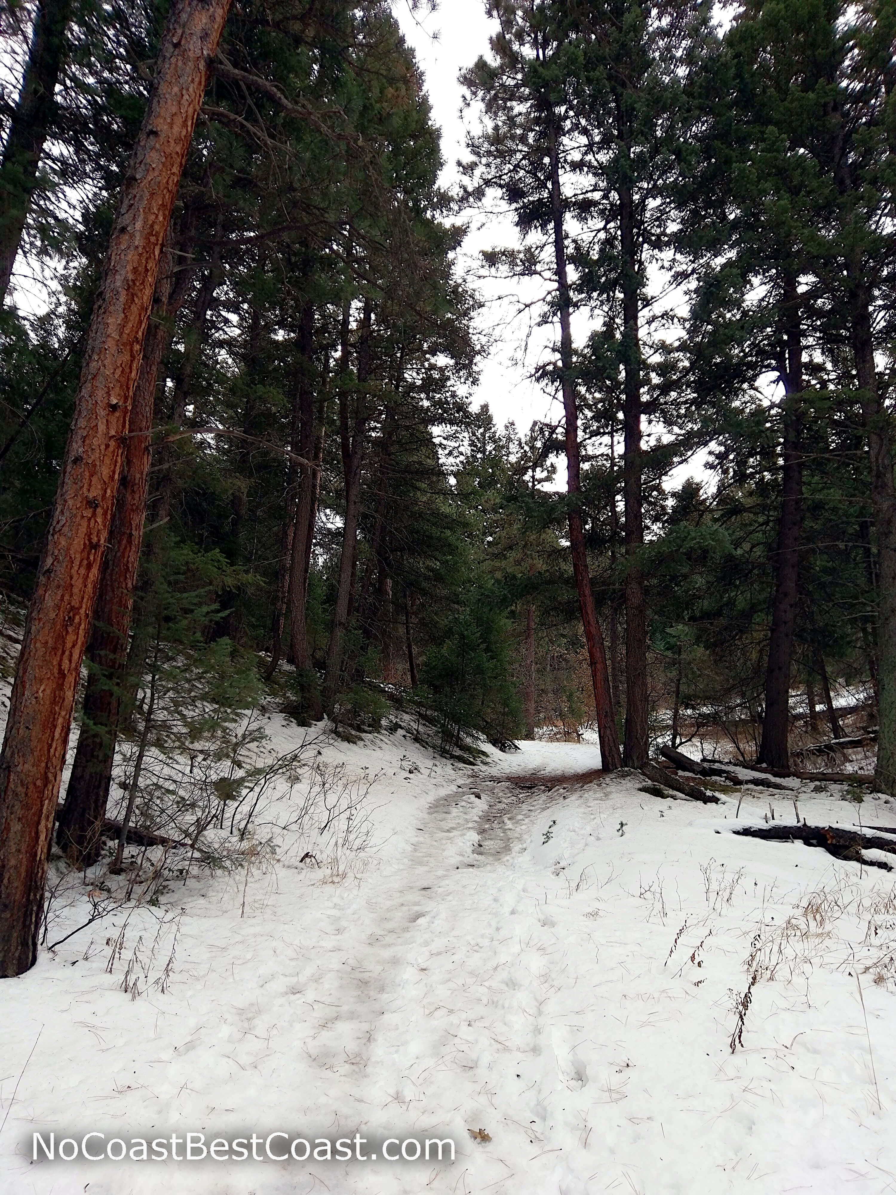 Snow blanketing the pine forest floor