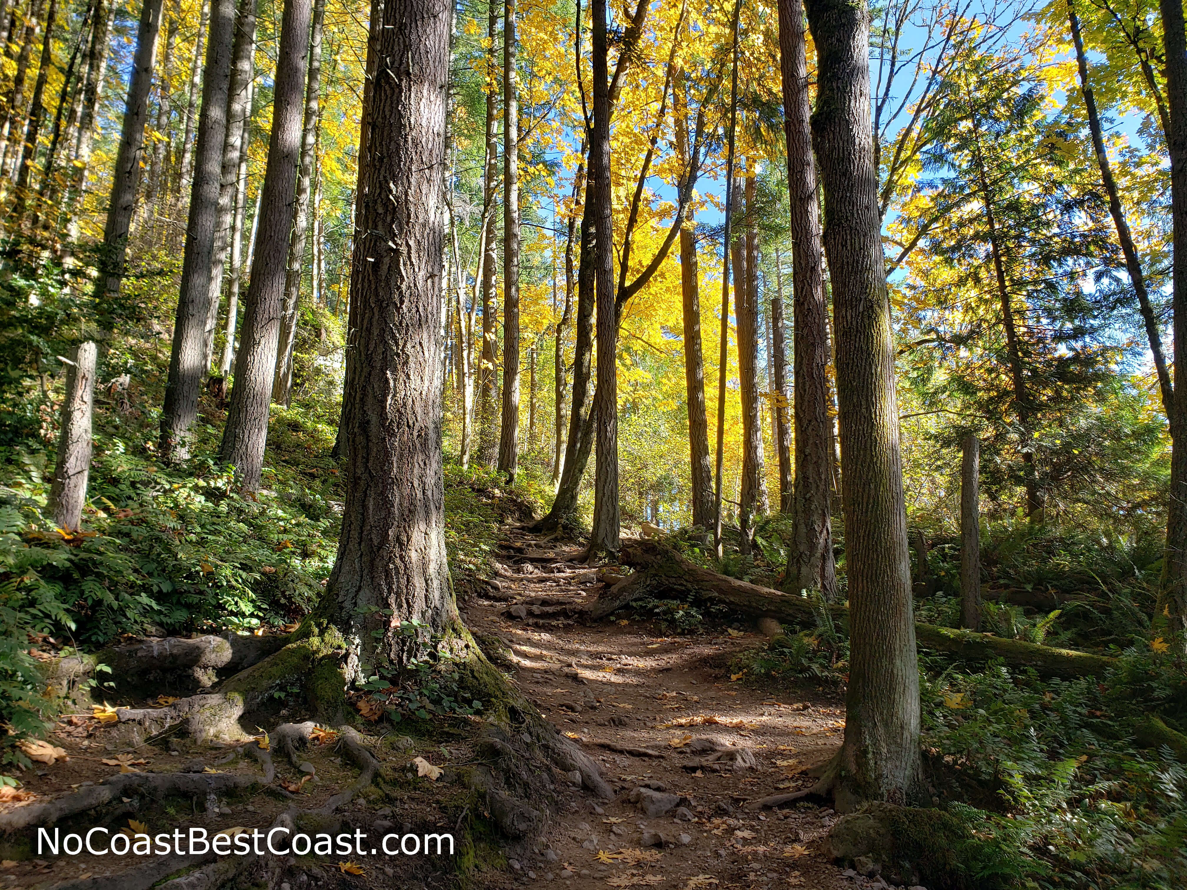 Fall foliage along the uphill trail