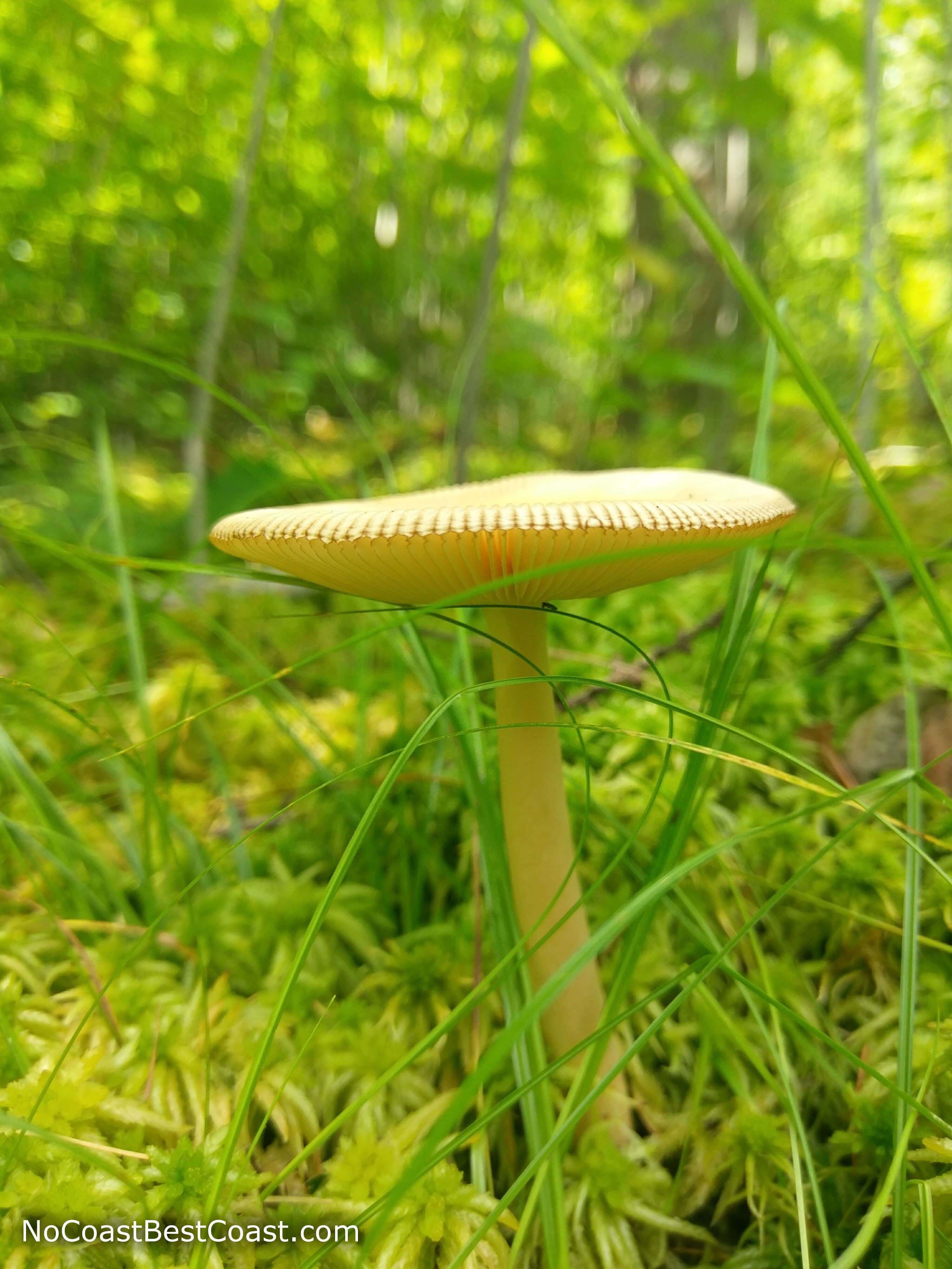 This mushroom is just one of the unique sights you'll see in the bog