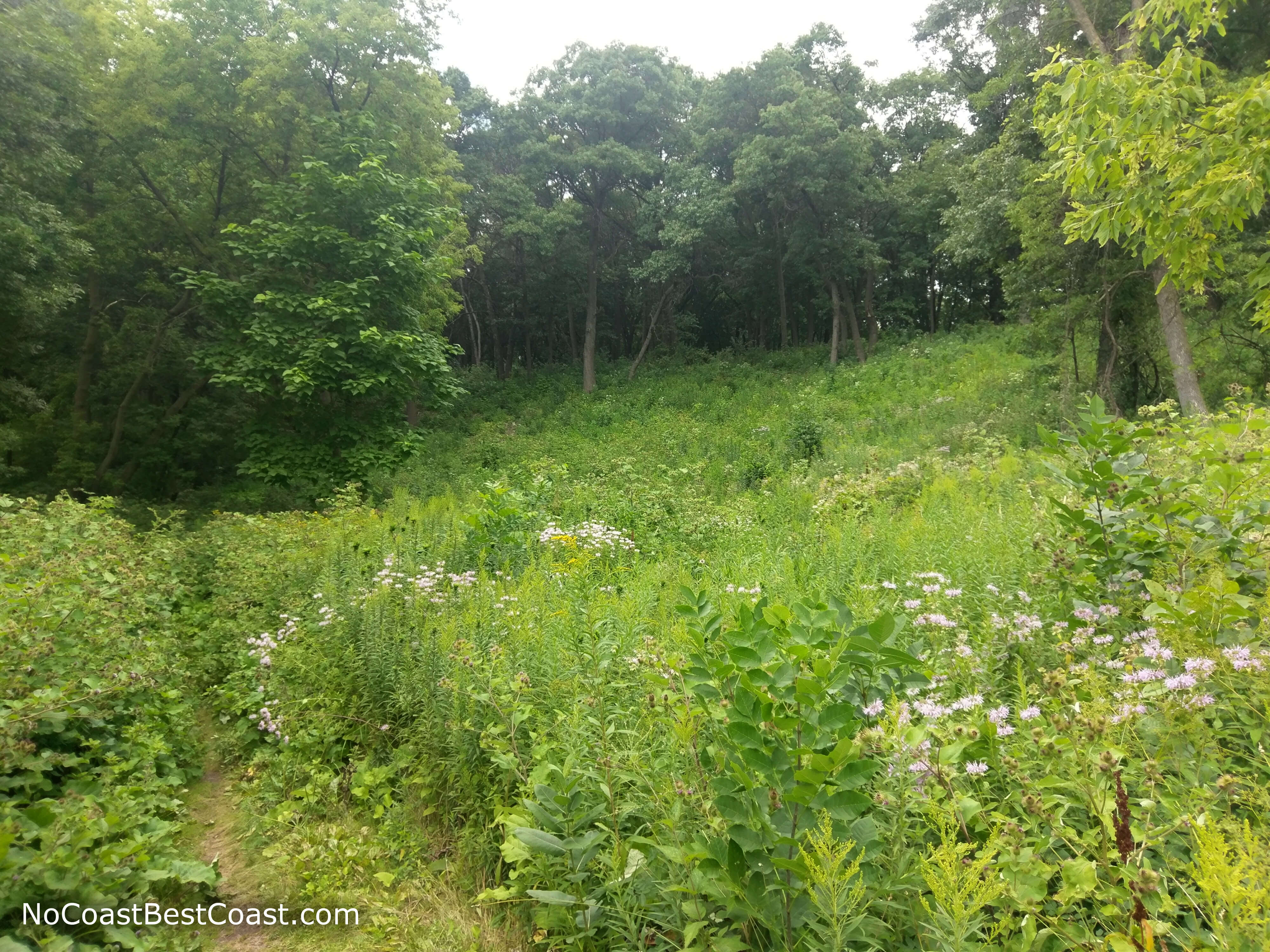 Flowers and forest in Theodore Wirth Park