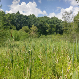 Cattails among the forest