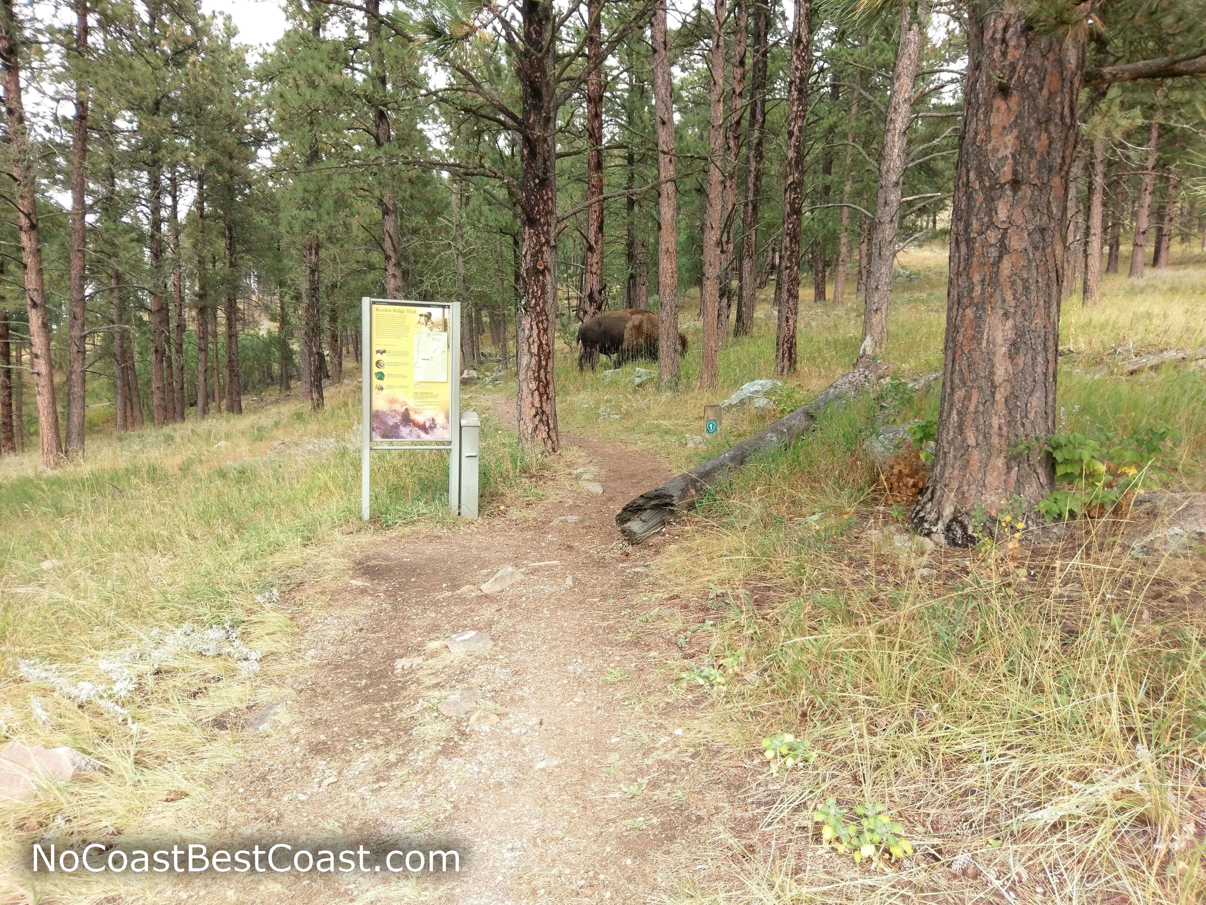 A bison grazing just beyond the trailhead
