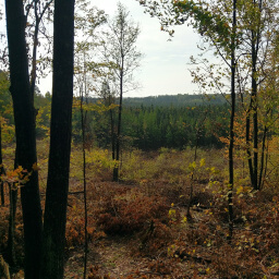The thinned forest provides you a nice view of the evergreens at the bottom of the hill