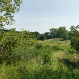 The overgrown prairie grasses hide the view of Rice Creek