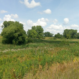 Tall grass and scattered trees comprise the landscape here