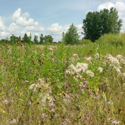 Wildflowers growing along the trail