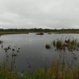 If you look closely at this marsh photo, you can find a white swan near the island in the pond