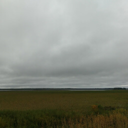 A lush field of wild rice blankets Rice Lake