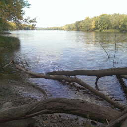Exposed tree roots are common on the riverbank