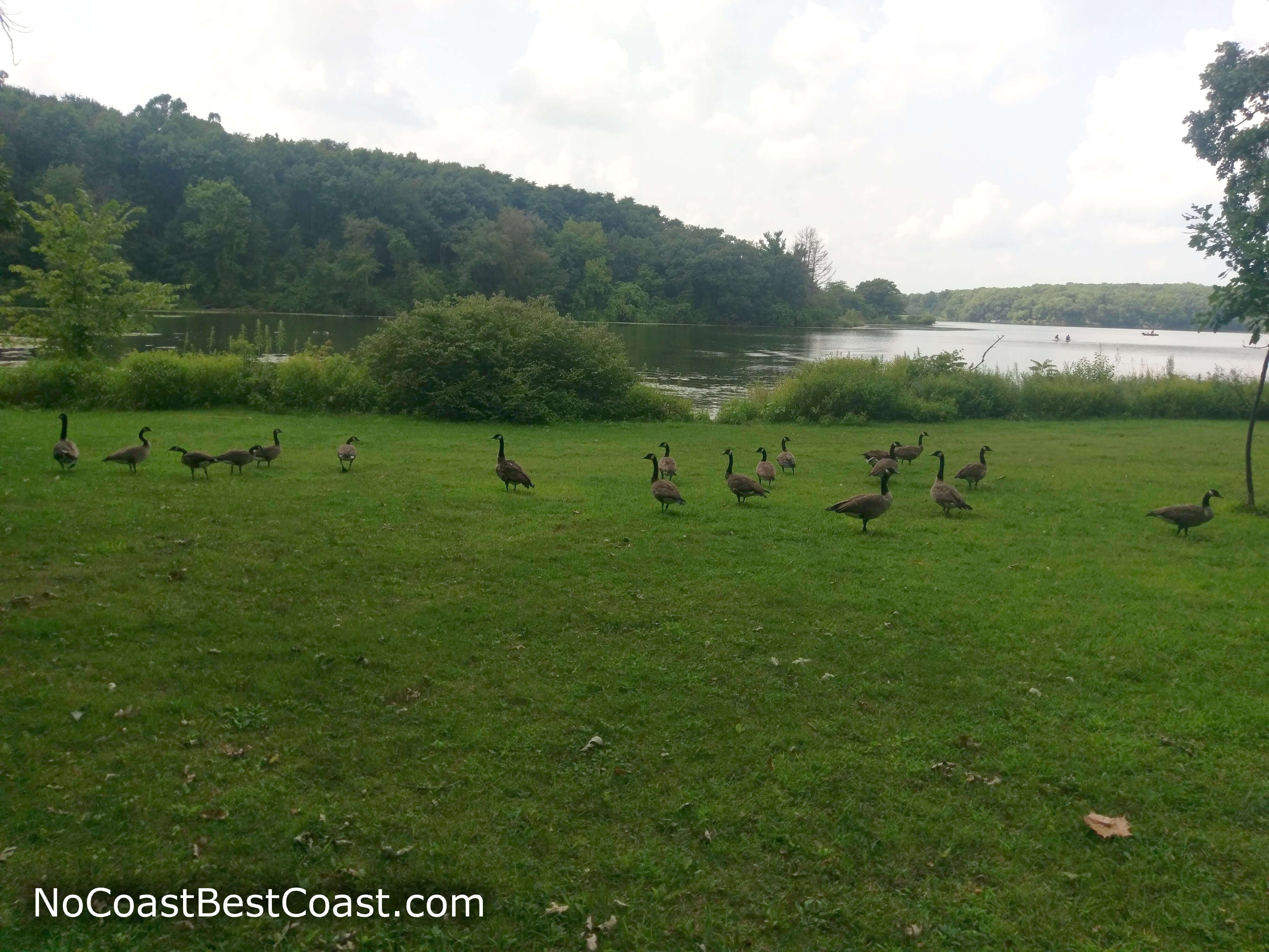 Hordes of geese hanging out in the grass by the lake