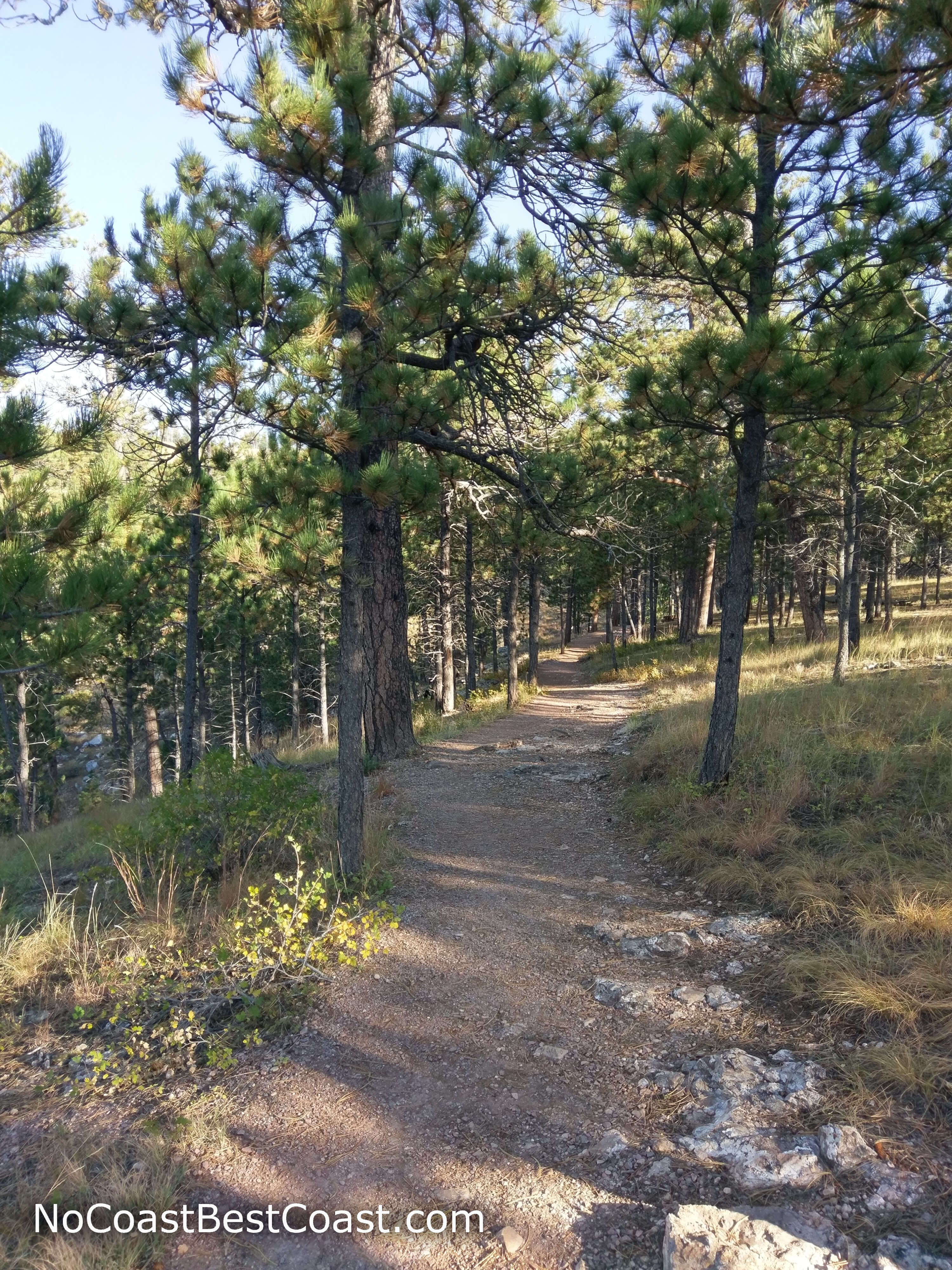 The trail traveling through pine forest