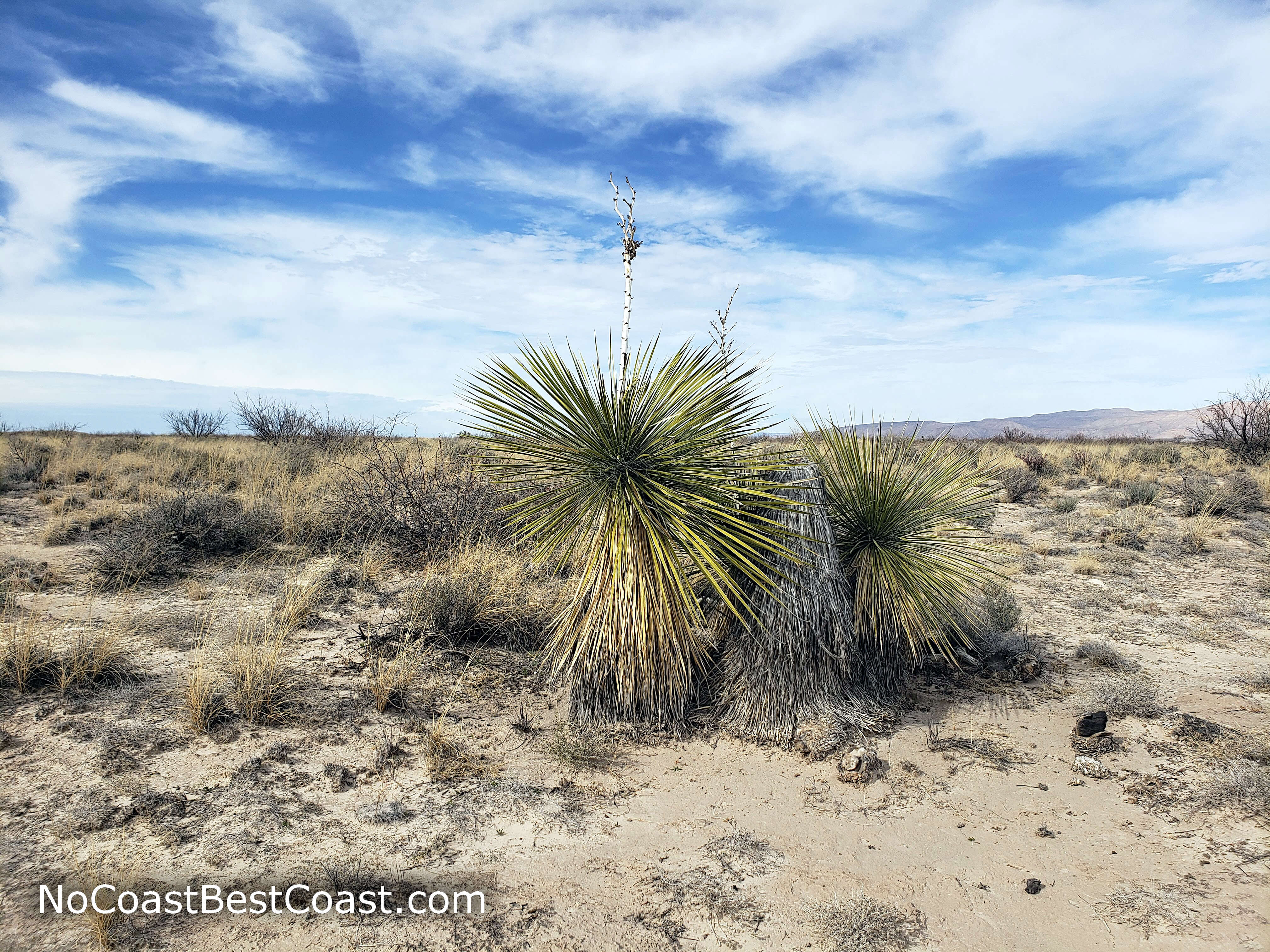 Yucca is the most iconic plant of the Chichuahuan Desert