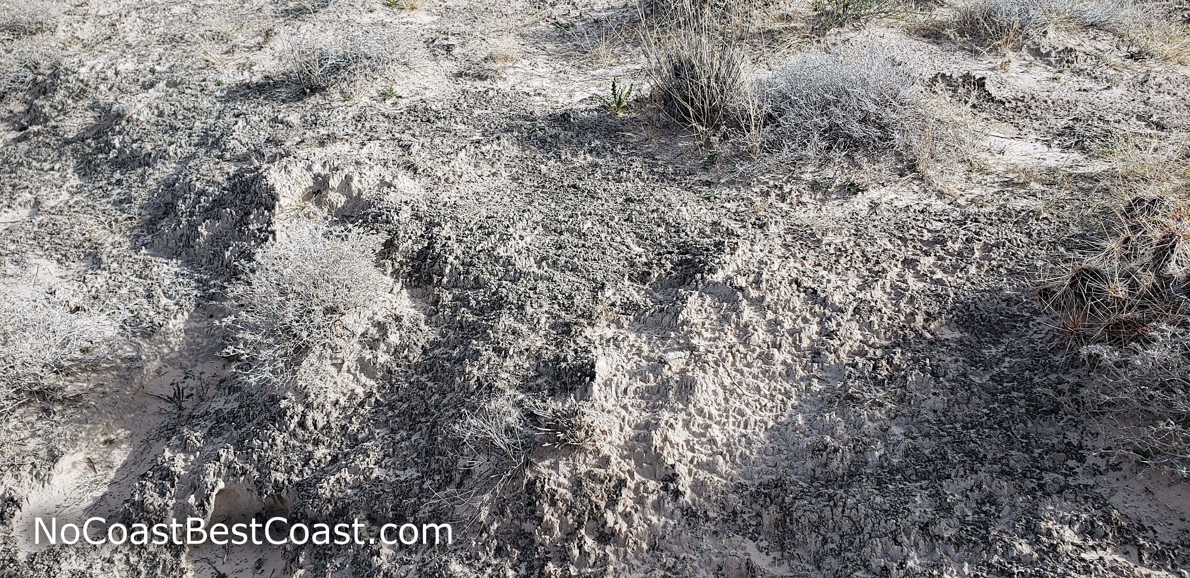 Cryptobiotic crust is a unique feature of the desert soil