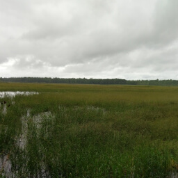 The marsh surrounding the Mississippi River