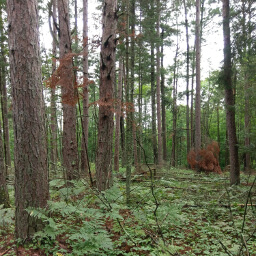 White pines so tall they can't fit in the photo's frame